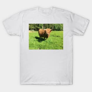 Scottish Highland Cattle Cow 2419 T-Shirt